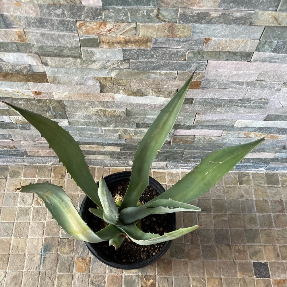 Maguey / agave / blue agave